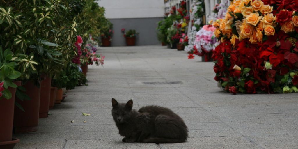 Un gato en el cementerio